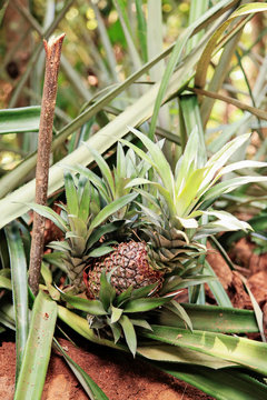 Baby pineapple growing in the tropical garden