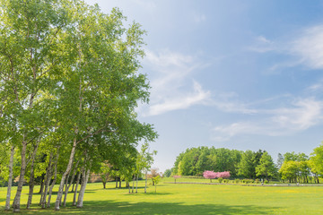 夏の高原 / 北海道の風景