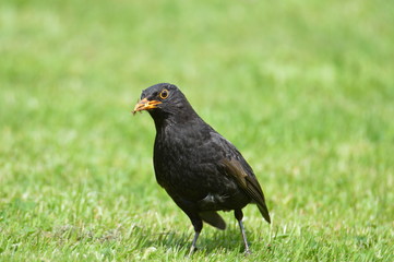 Amsel im Gras