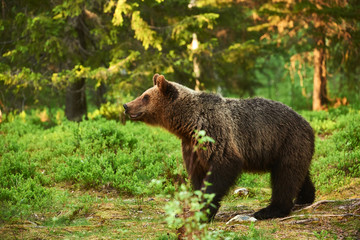 Fototapeta premium Wild brown bear
