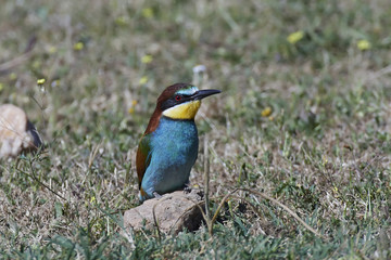 European bee-eater (Merops apiaster)