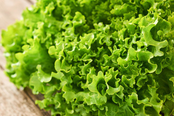 Fresh green lettuce