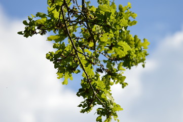 Zweige hängen vor blauem Himmel