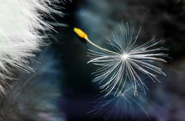 Feather dandelion