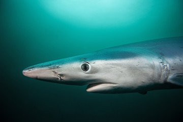 Fototapeta premium Blue shark, prionace glauca, Atlantic ocean, South Africa