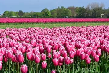 Poster de jardin Tulipe Pink tulips in a tulip field