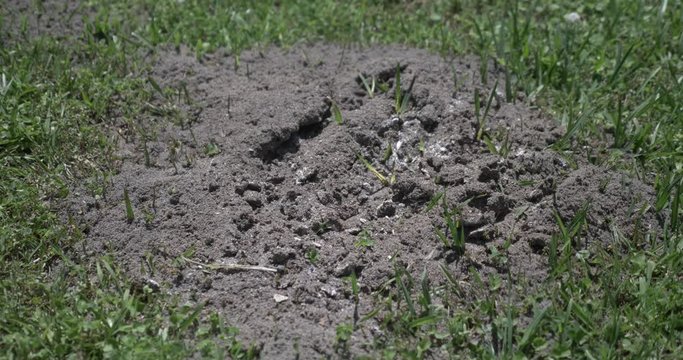 A large fire ant hill is disturbed in a typical North Carolina yard.  	