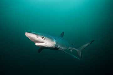Blue shark, prionace glauca, Atlantic ocean, South Africa