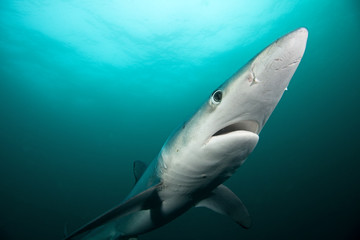 Fototapeta premium Blue shark, prionace glauca, Atlantic ocean, South Africa