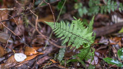 Fern 
