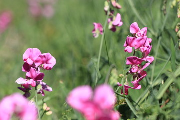 Obraz premium Pois vivace, Lathyrus latifolius