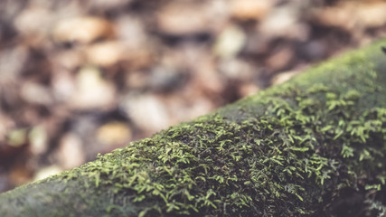 Lichen Plant On Rocks