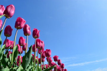 Tulipes roses dans un champ de tulipes