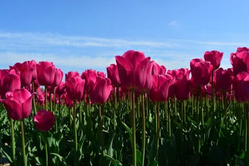 Crédence de cuisine en verre imprimé Tulipe Tulipes roses dans un champ de tulipes