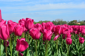 Pink tulips in a tulip field