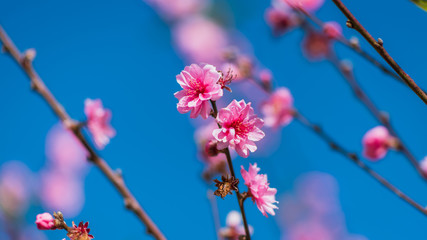 Pink Flowers Blurred Background.