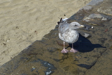 Seagull relaxing