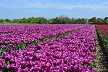 Crédence de cuisine en verre imprimé Tulipe Purple tulips in a tulip field