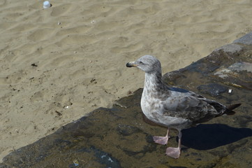 Seagull relaxing