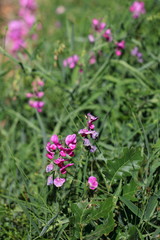 Fototapeta premium Pois vivace, Lathyrus latifolius