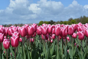 Crédence de cuisine en verre imprimé Tulipe Tulipes roses dans un champ de tulipes