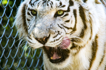 White Tiger