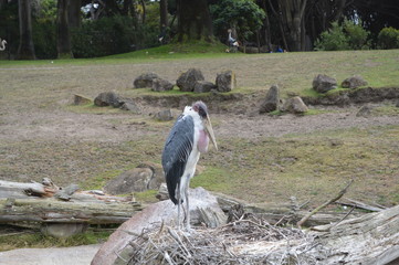 bird relaxing at the Zoo