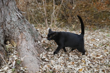 Black cat in fall leaves 
