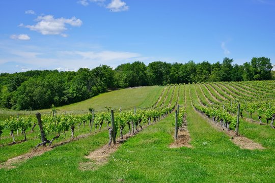 Landscape view of vineyards and green countryside near Cahors, France