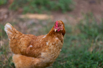Hen feed on the traditional rural barnyard at sunny day.