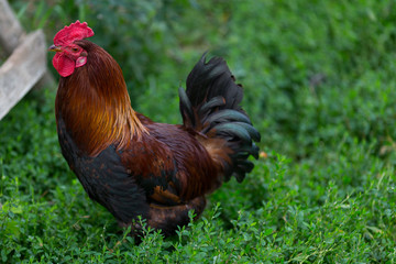 Colorful rooster or fighting cock in the farm