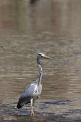 Héron cendré dans une rivière, ardea cinerea