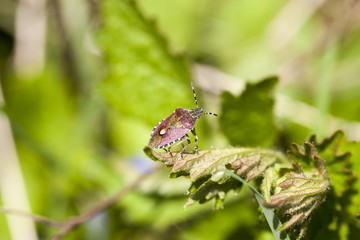 Schildwanze im Sonnenlicht