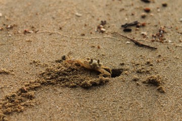 Krabbe am Strand