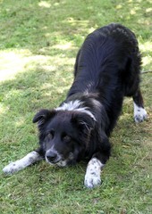 border collie