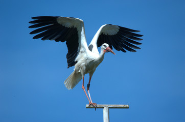 Weissstorch auf Stange