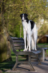 russian borzoi dog standing on a bench
