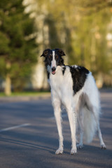 russian borzoi dog posing outdoors in summer
