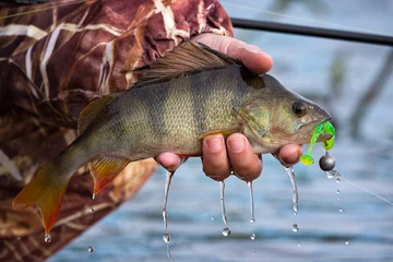 Fotobehang Large striped bass with hook in the mouth and drops of running water in the fisherman's hand. Fishing trophies, caught on a jig & soft bait,in the hand of angler above the water. © Vlad Sokolovsky