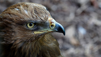 Mäusebussard