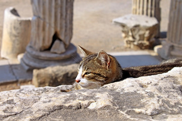 Cat on Ephesus ruins. Ancient Greek city on the coast of Ionia near Selcuk. Izmir province. Turkey. Asia Minor