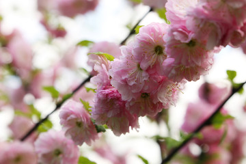 Sakura blossom branch