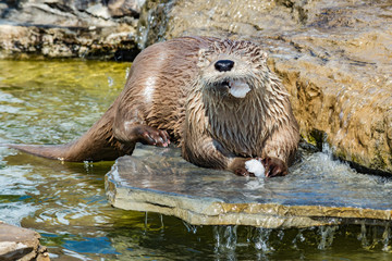 otter eating fish