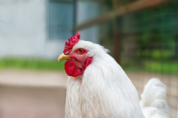 Big bird chicken white with red scallop