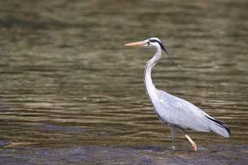 Héron cendré dans une rivière, ardea cinerea