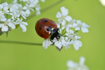 ladybird in the grass