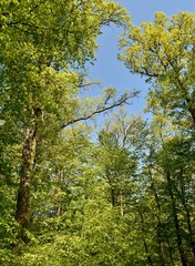 Landscape with spring green beech trees in sunlight