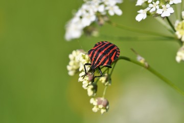bug insects in the spring on the meadow