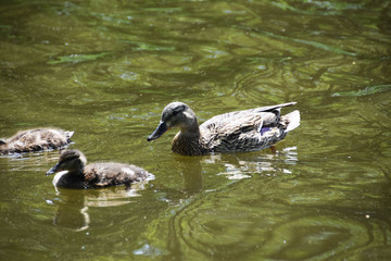 Mother duck with young ducks