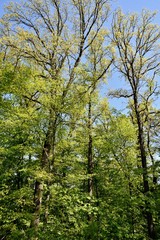 Fototapeta premium Landscape with spring green beech trees in sunlight